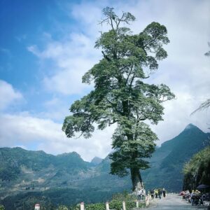 Ha Giang Lonely Tree