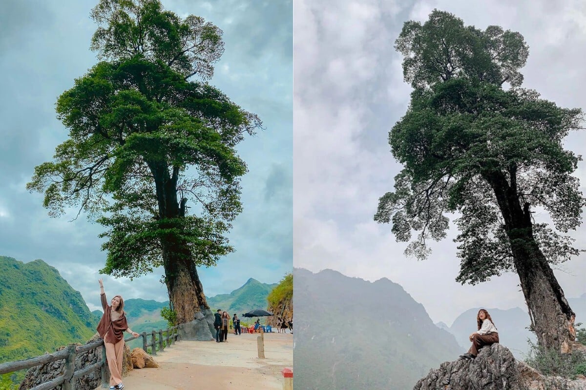 Ha Giang Lonely Tree