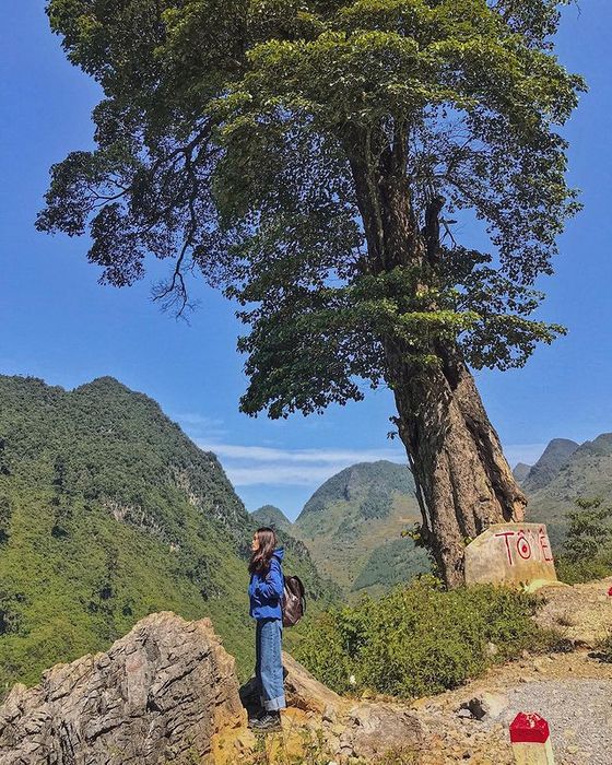 Ha Giang Lonely Tree