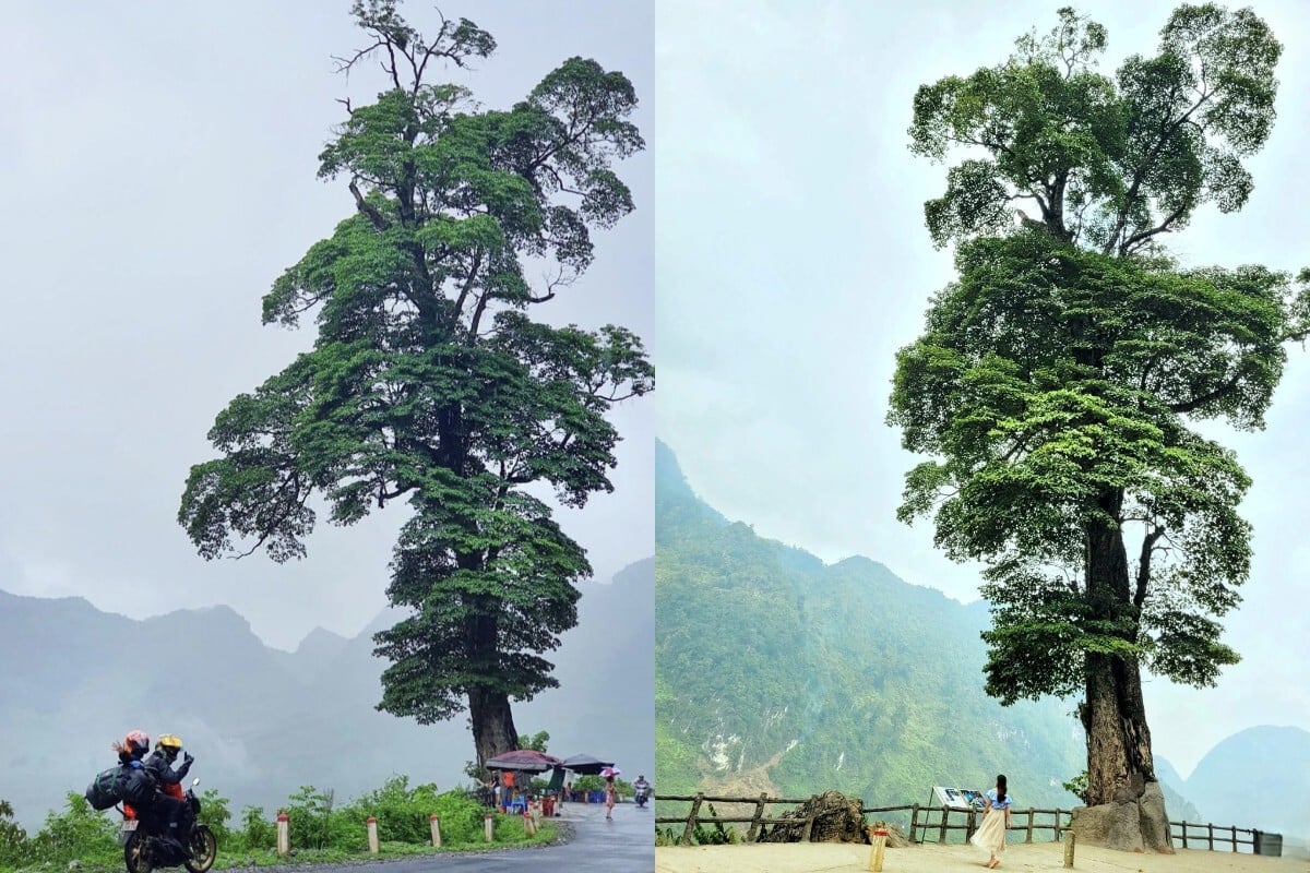 Ha Giang Lonely Tree