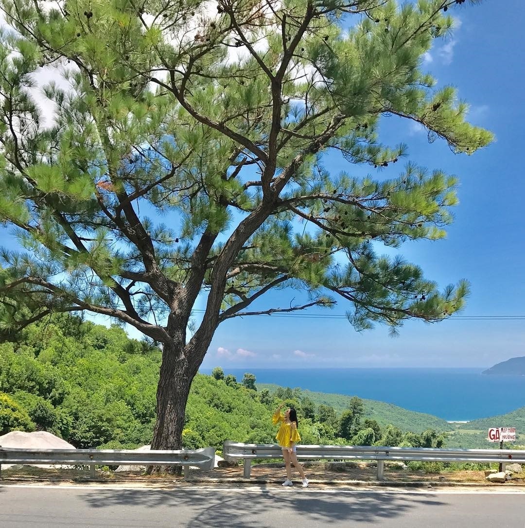 Ha Giang Lonely Tree