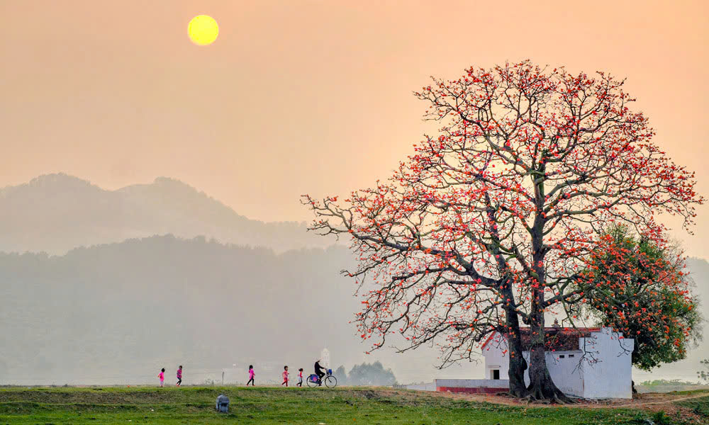 Ha Giang Lonely Tree