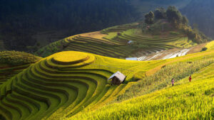 Ha Giang golden rice season