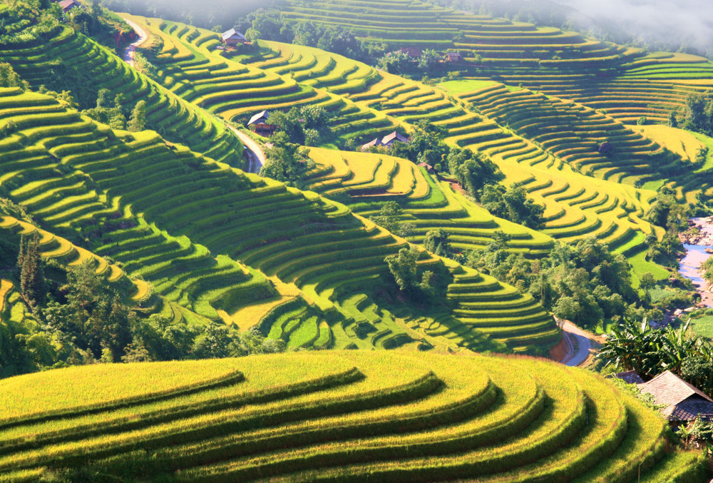 Ha Giang golden rice season Ha Giang golden rice season