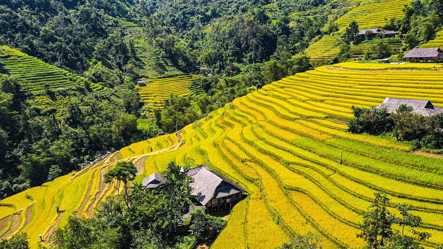 Ha Giang golden rice season Ha Giang golden rice season
