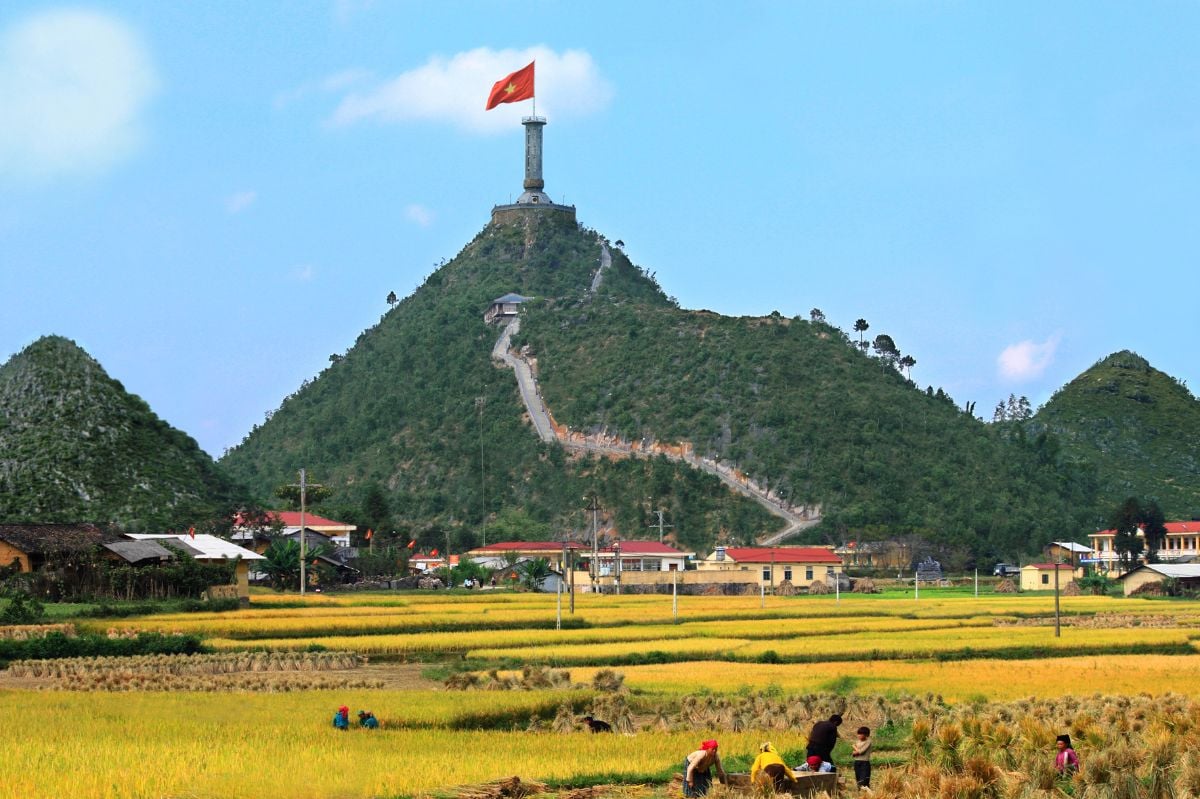 Ha Giang golden rice season Ha Giang golden rice season