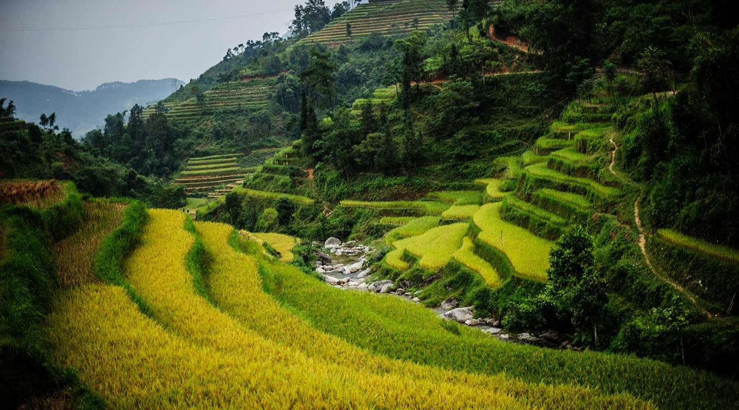 Ha Giang golden rice season Ha Giang golden rice season