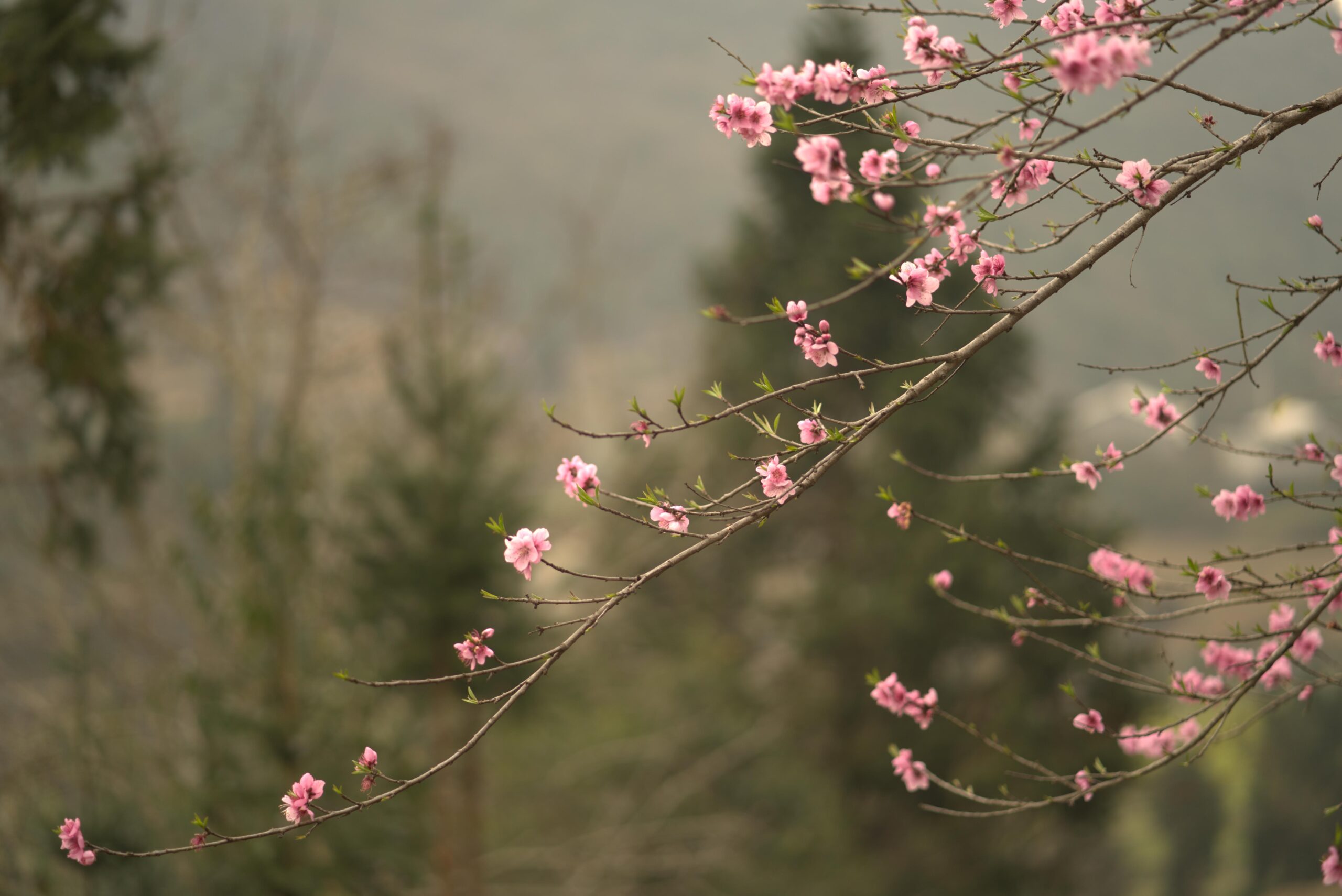 Ha Giang in March