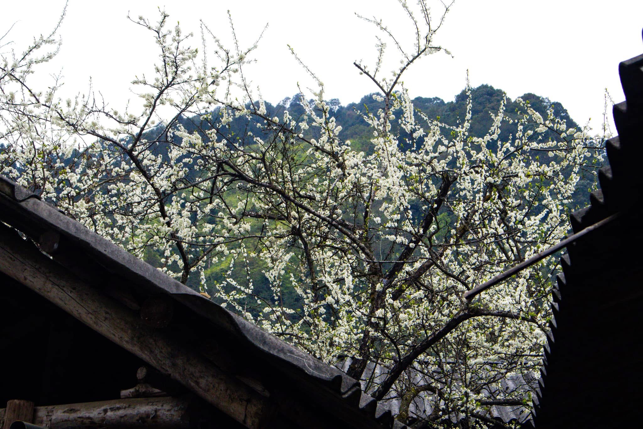 Best Time to Visit Ha Giang