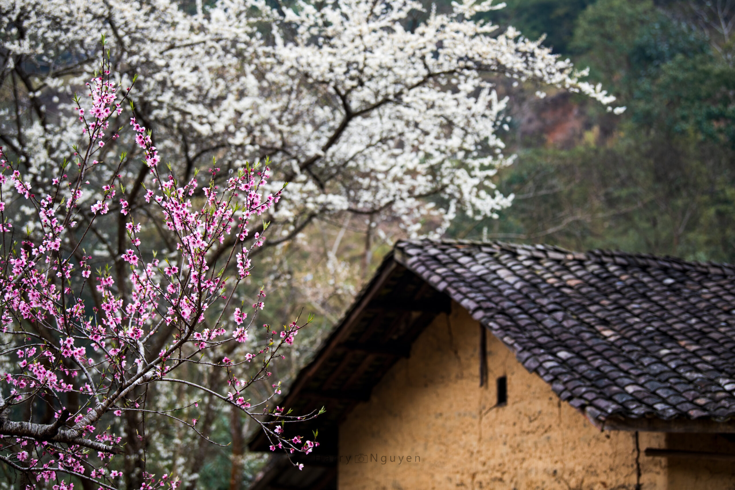 Best Time to Visit Ha Giang
