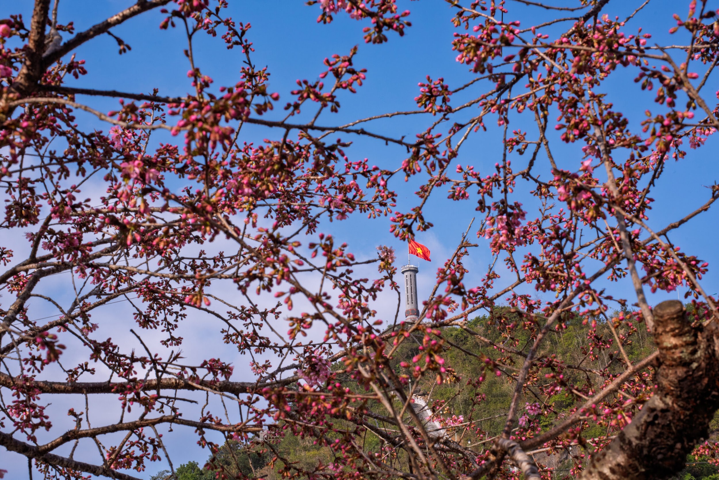 View the Lung Cu Flag Tower under the pink hue of early spring peach blossoms