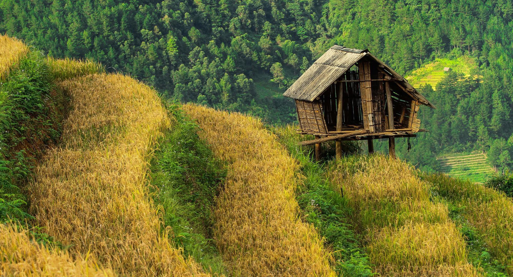 Mu Cang Chai - Ha Giang Mu Cang Chai - Ha Giang