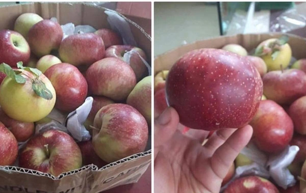 Ha Giang Rock Apples Ha Giang Rock Apples