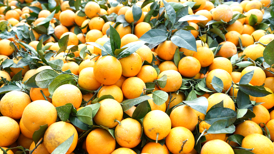 táo đá hà giang Ha Giang Rock Apples