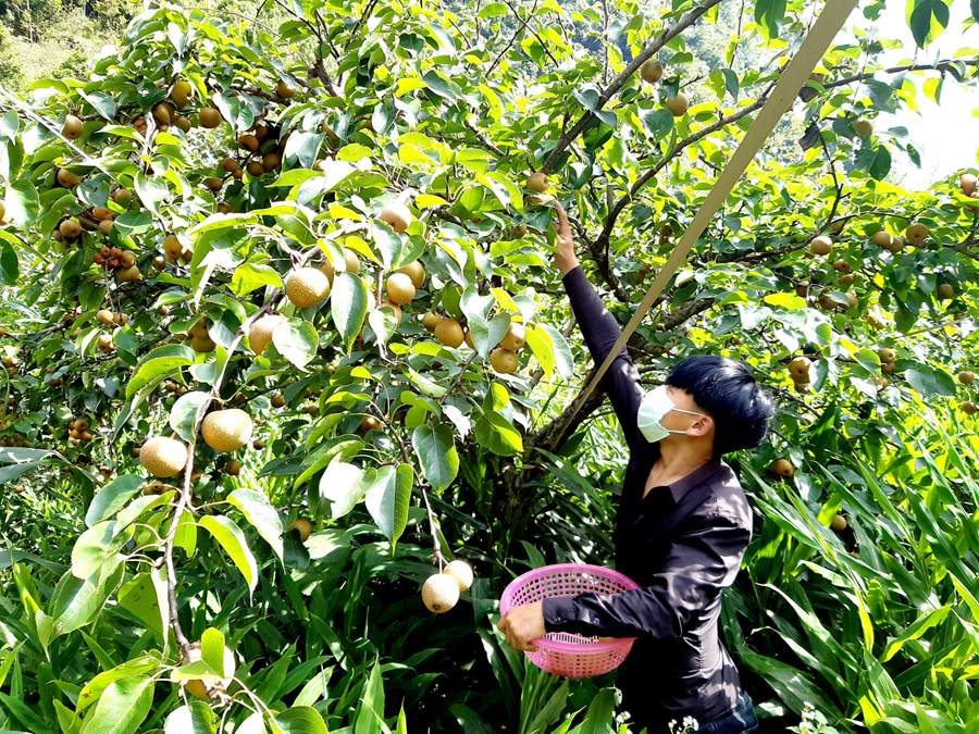 táo đá hà giang Ha Giang Rock Apples