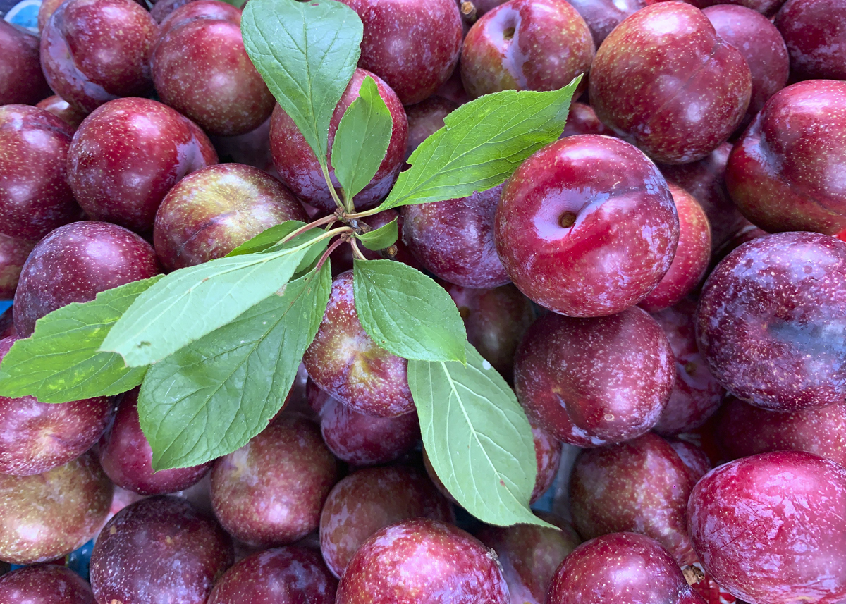 Ha Giang Rock Apples Ha Giang Rock Apples