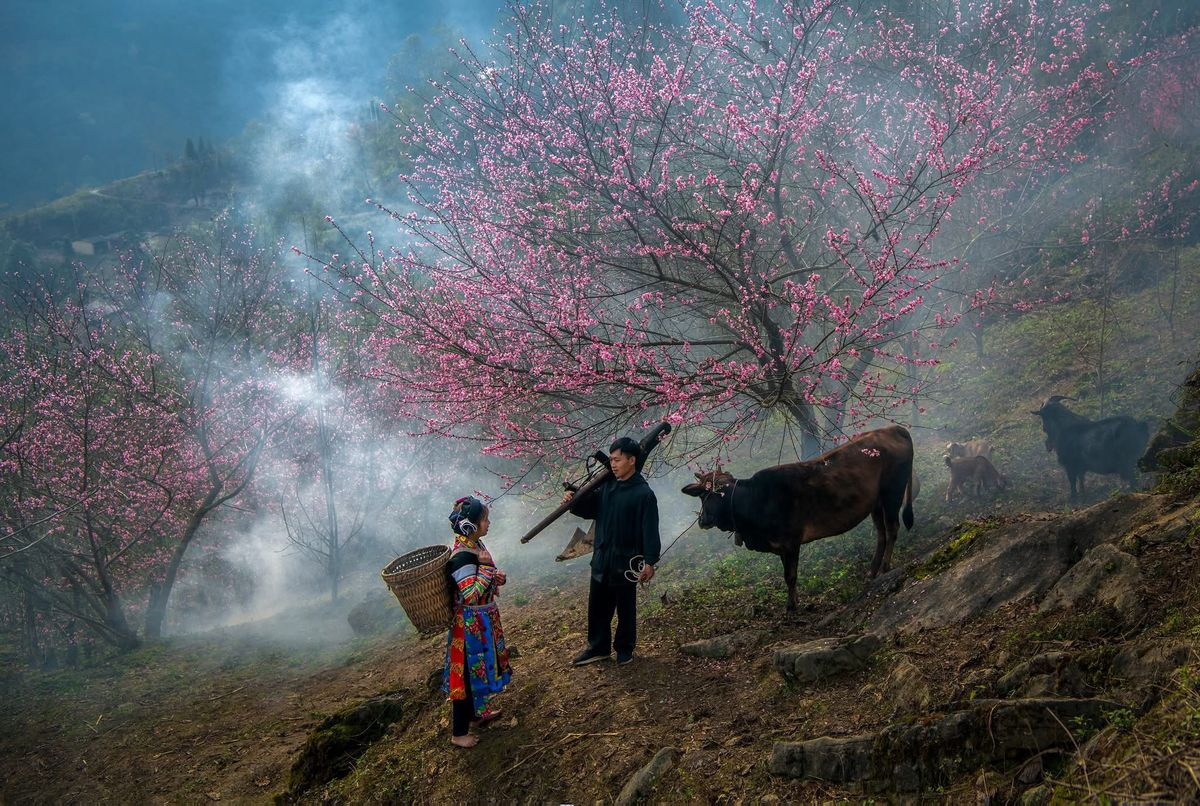 Peach blossoms in full bloom amidst the misty morning fog in Ha Giang, Vietnam