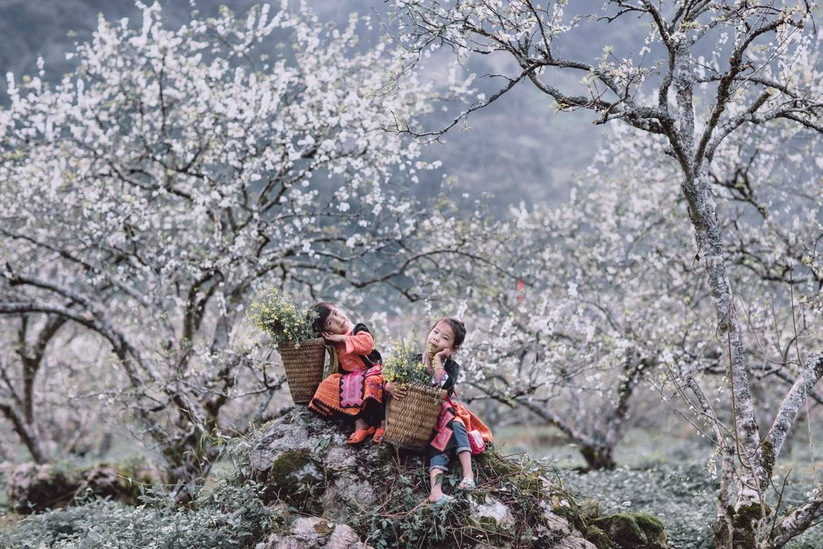 Ethnic minority children sitting under blooming white plum trees in Ha Giang
