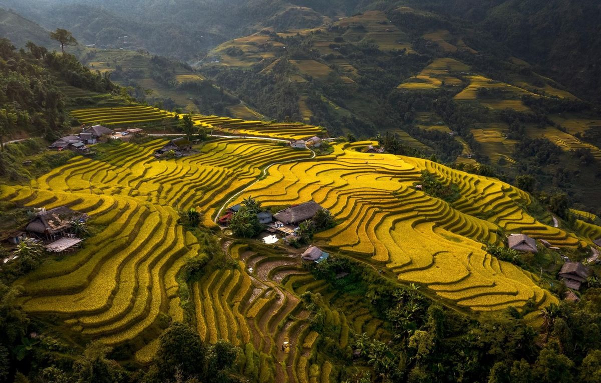 A magnificent photograph capturing the golden early morning sun casting its first light onto the cascading rice terraces in Vi Xuyen, Ha Giang