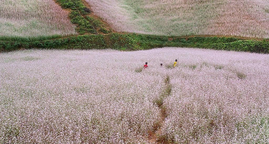 Buckwheat flower season in Ha Giang, Vietnam