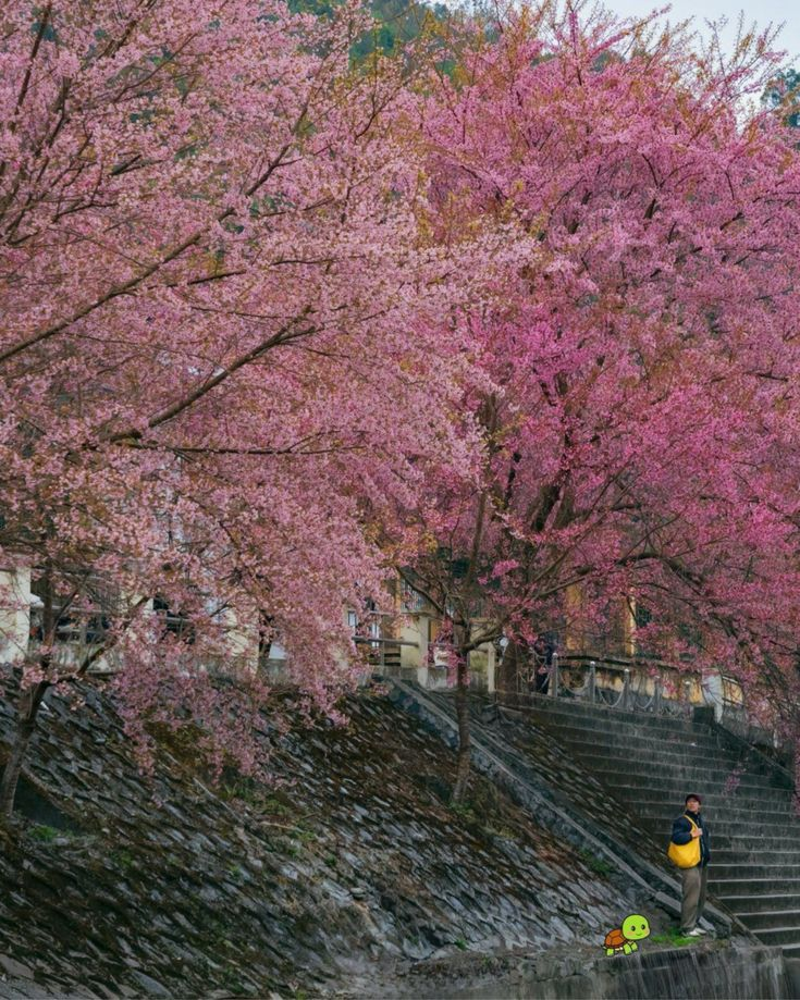 A stunning view of peach flowers in full bloom