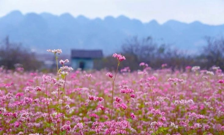 Buckwheat flowers in April are off-season so they don't bloom abundantly, but they're still enough to soften the harshness of the gray stone landscape