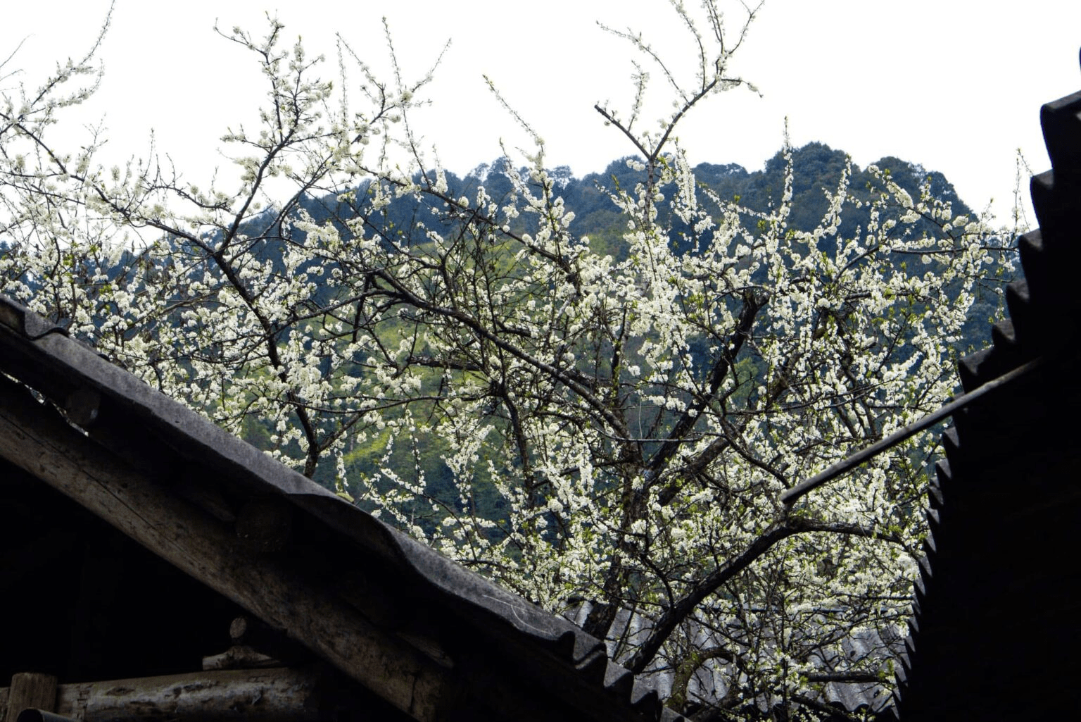 Ha Giang weather by month