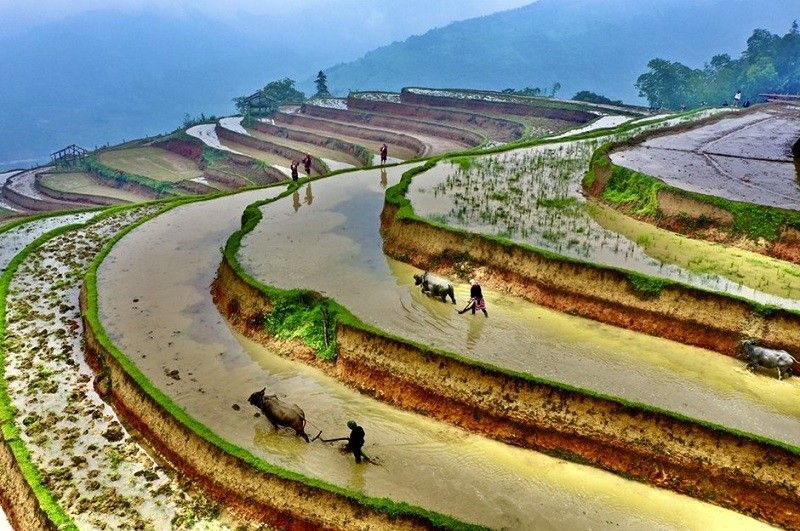 A wide aerial photograph capturing the expansive, terraced rice paddies of Hoang Su Phi during the pouring water season