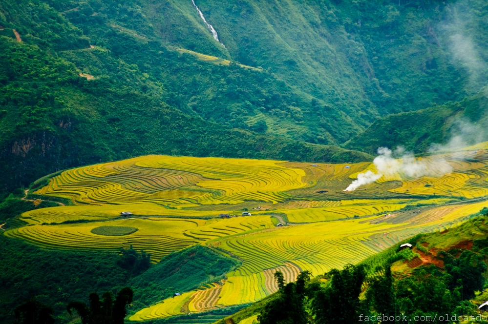 rice fields in Vietnam rice fields in Vietnam