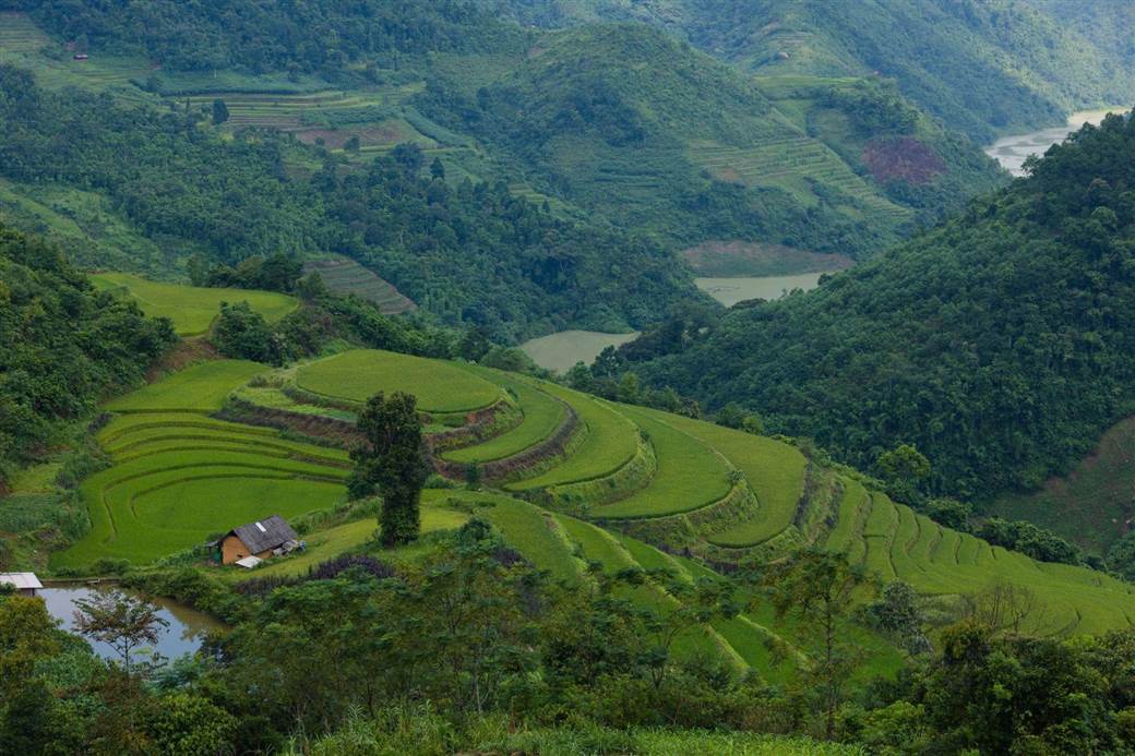 rice fields in Vietnam rice fields in Vietnam
