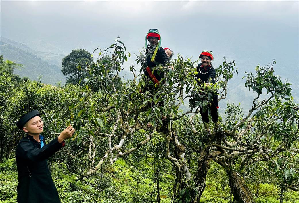 Shan Tuyet Tea Shan Tuyet Tea