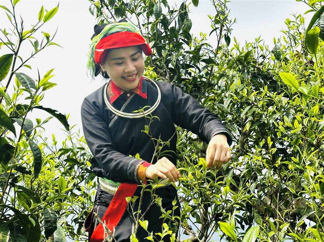 Shan Tuyet Tea Shan Tuyet Tea