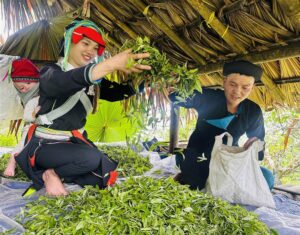 Shan Tuyet Tea