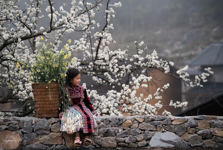 Hmong girl in traditional attire on stone wall with flower basket and plum trees, Ha Giang, Vietnam