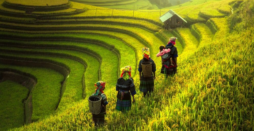 H'mong people working on their terraced rice fields (Collected Images)